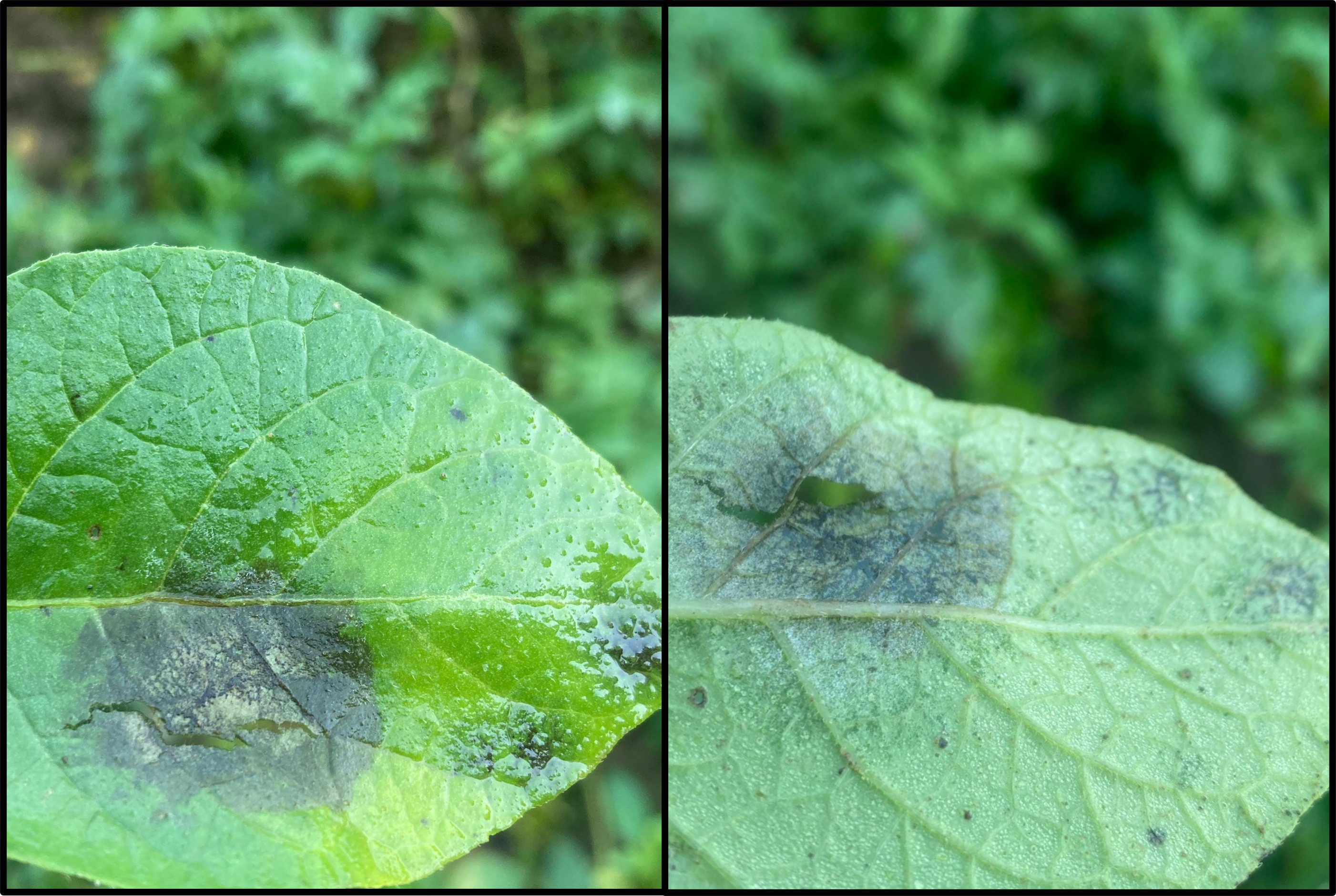 Dark lesions on potato leaves.
